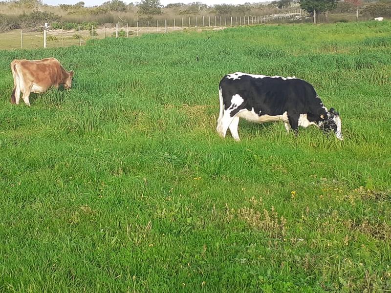 0 Bedroom Property for Sale in Mossel Bay Rural Western Cape